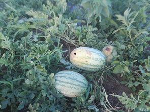 有啥吃瓜的论坛,一网打尽娱乐圈最新动态